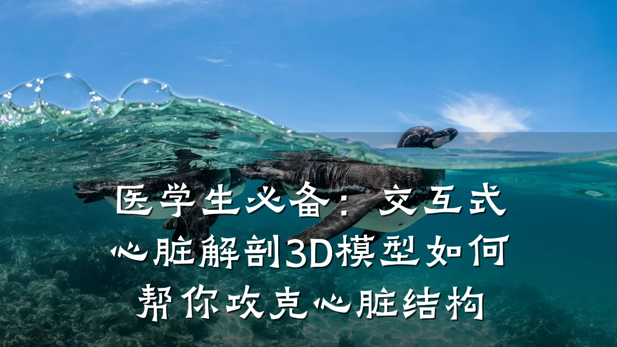 医学生必备:交互式心脏解剖3D模型如何帮你攻克心脏结构